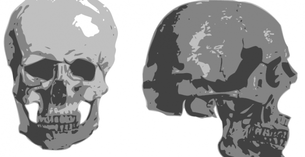 Free Skull Vector